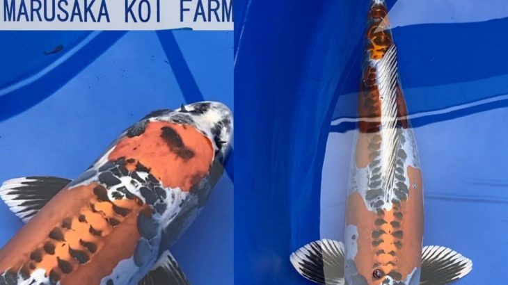 The 8th International Junior Koi show 2021 on 24-25 April