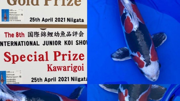 The 8th International Junior Koi show 2021 on 24-25 April