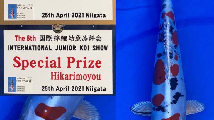 The 8th International Junior Koi show 2021 on 24-25 April