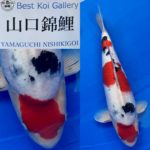 The 8th International Junior Koi show 2021 on 24-25 April