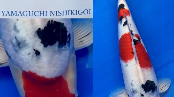 The 8th International Junior Koi show 2021 on 24-25 April