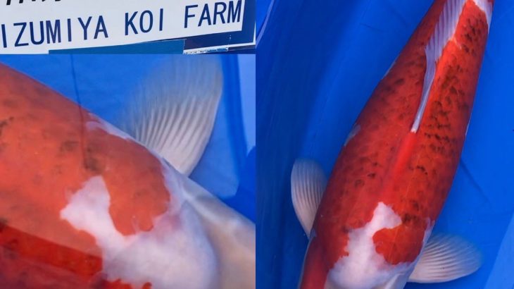 The 8th International Junior Koi show 2021 on 24-25 April