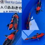 The 8th International Junior Koi show 2021 on 24-25 April