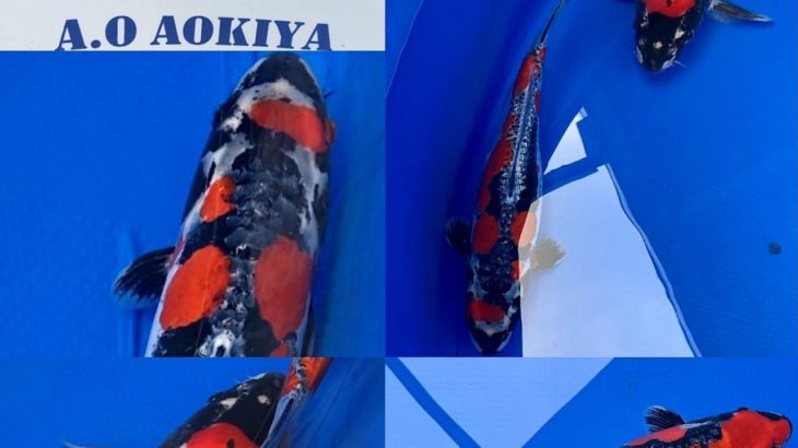 The 8th International Junior Koi show 2021 on 24-25 April