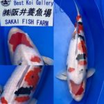 The 8th International Junior Koi show 2021 on 24-25 April