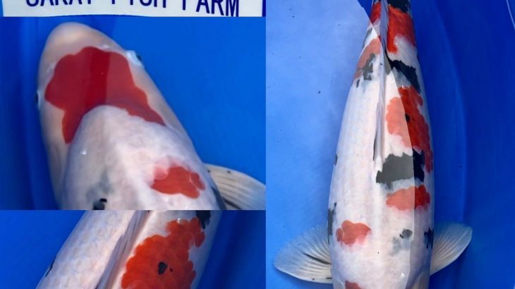 The 8th International Junior Koi show 2021 on 24-25 April