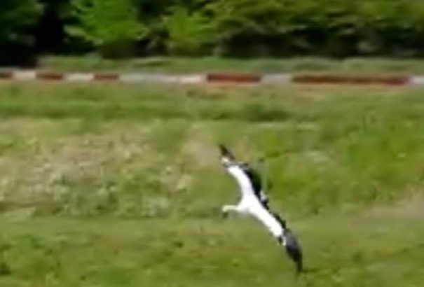 錦鯉むらかみイベントにて何とコウノトリ発見‼️