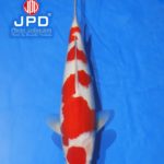 The 8th International Junior Koi show 2021 on 24-25 April