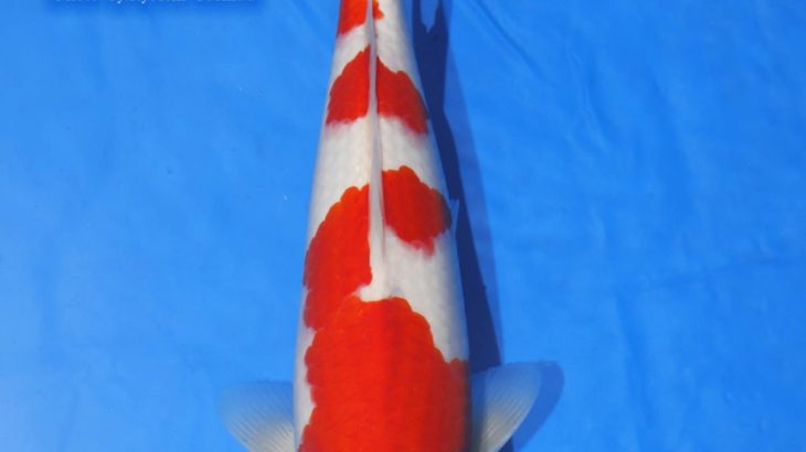 The 8th International Junior Koi show 2021 on 24-25 April