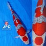 International Junior Koi Show in Niigata 2021