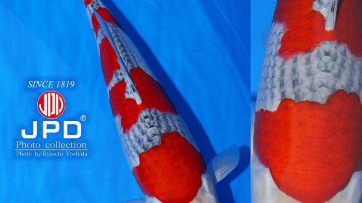 International Junior Koi Show in Niigata 2021