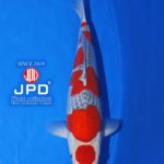 International Junior Koi Show in Niigata 2021