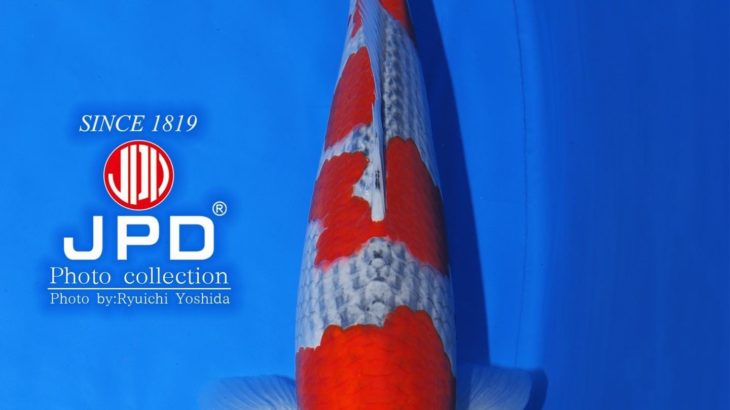 International Junior Koi Show in Niigata 2021