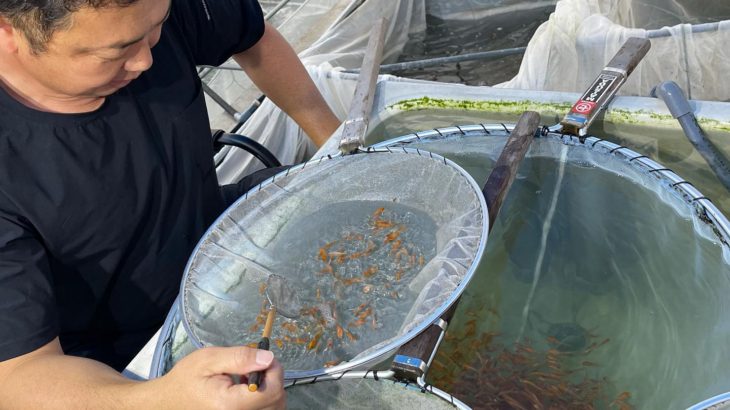 Taniguchi koi farm