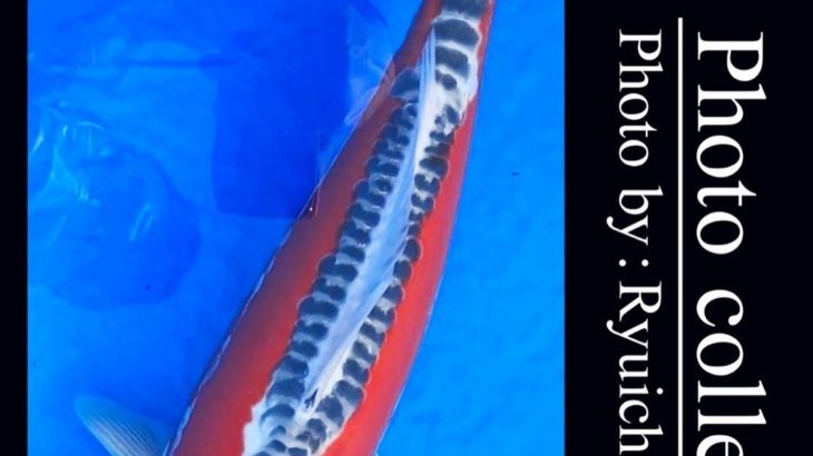 JPD koi video photo collections