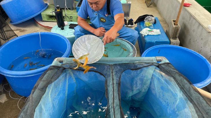 Dainichi koi farm