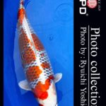 JPD koi video photo collections