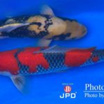 JPD koi video photo collections