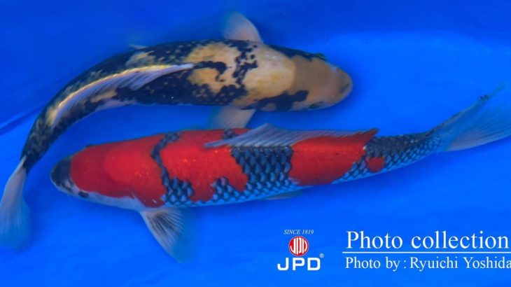 JPD koi video photo collections