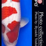 JPD koi video photo collections