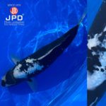 JPD koi video photo collections