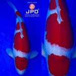 JPD koi video photo collections