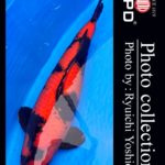 JPD koi video photo collections