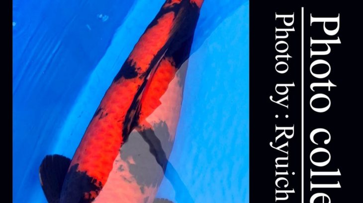 JPD koi video photo collections