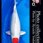 JPD koi video photo collections