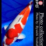 JPD Koi Collections  Dainichi Toyota