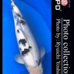 JPD koi video photo collections