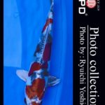 JPD koi video photo collections