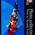 JPD koi video photo collections