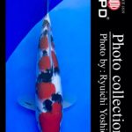 JPD koi video photo collections