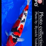 JPD koi video photo collections