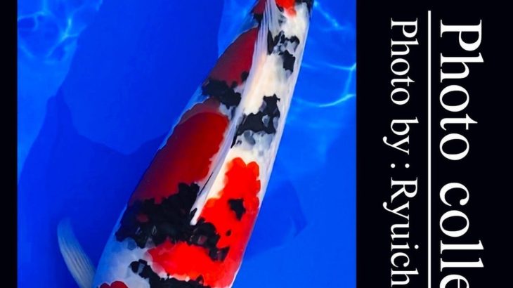 JPD koi video photo collections