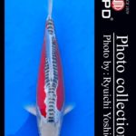 JPD koi video photo collections