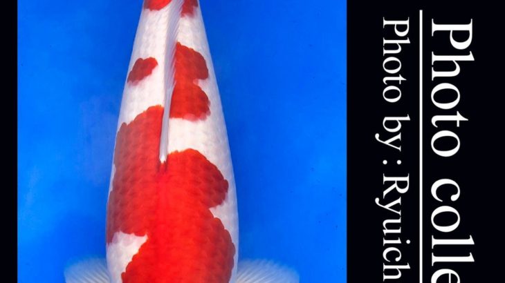 JPD koi video photo collections