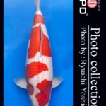 JPD koi video photo collections