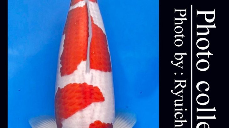 JPD koi video photo collections