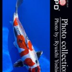 JPD koi video photo collections