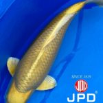 JPD koi video photo collections