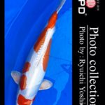 JPD koi video photo collections