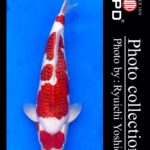 JPD koi video photo collections