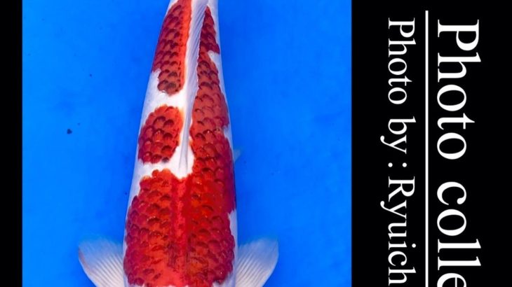 JPD koi video photo collections