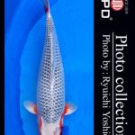 JPD koi video photo collections