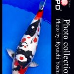 JPD koi video photo collections