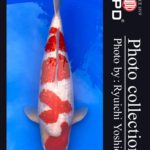 JPD koi video photo collections