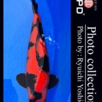 JPD koi video photo collections