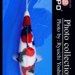 JPD koi video photo collections